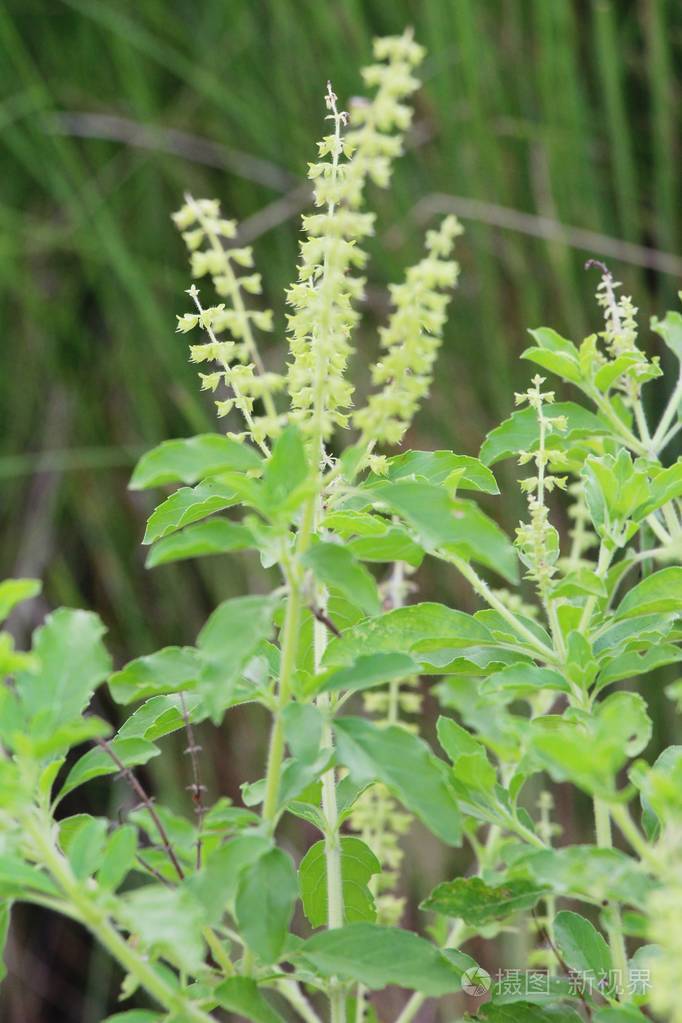 在花园里的罗勒