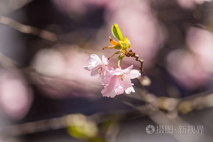 春光染绿我们双脚什么意思_春光染绿我们双脚阅读理解_春光染绿我们双脚