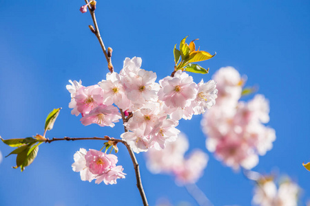 美丽盛开樱花盛开在春天中的蓝蓝的天空背景上特写镜头