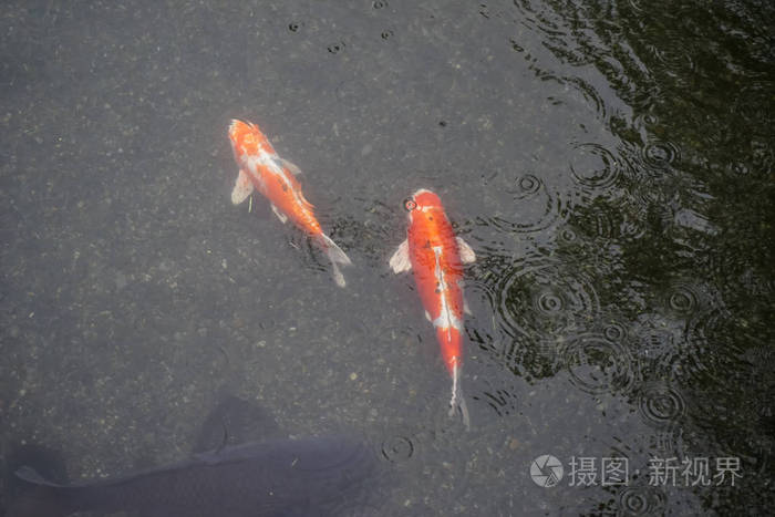 在雨天在清澈的池塘里游泳的或花哨的鲤鱼
