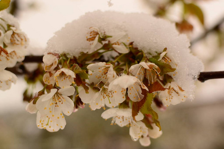 樱花被雪覆盖图片