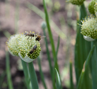 蜜蜂在开花的洋葱上采集花蜜