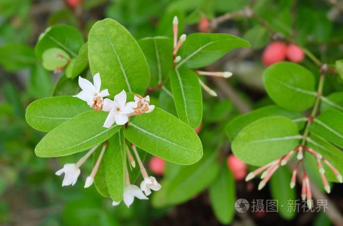 卡伦达水果和花与叶子在树上