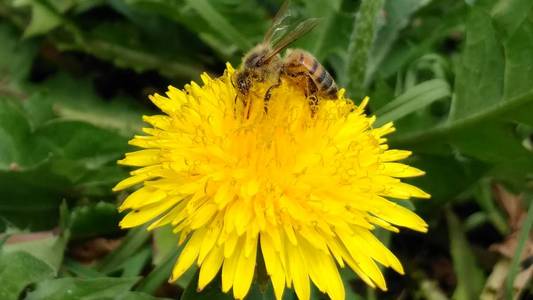 蜜蜂和授粉