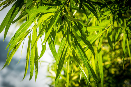 竹子植物背景