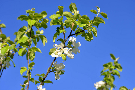 苹果树花