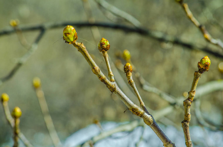 早春板栗树芽的分枝图片