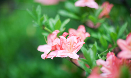 美丽的花杜鹃花