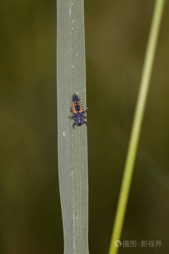 在草地上的昆虫