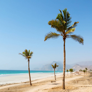 在阿曼阿拉伯海椰树沙滩天空和山区附近的山照片