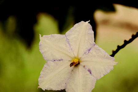 自然茄子花