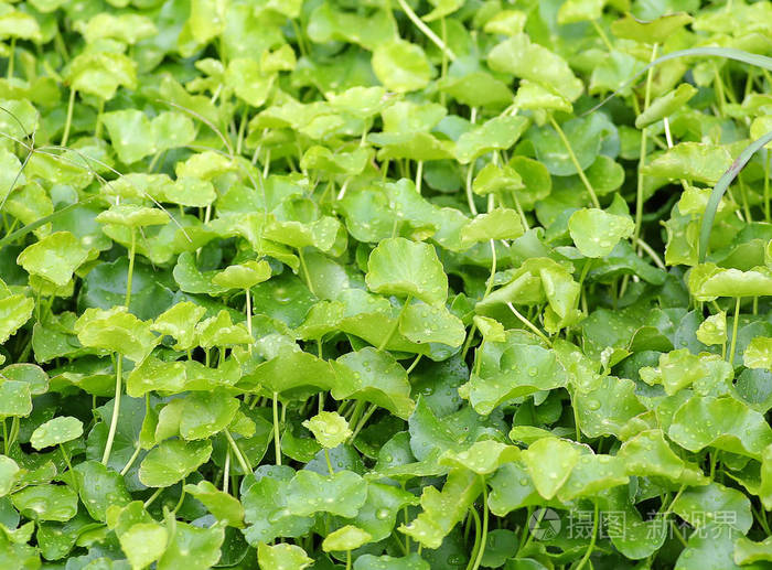 鲜绿色的积雪草植物用水放在自然花园叶