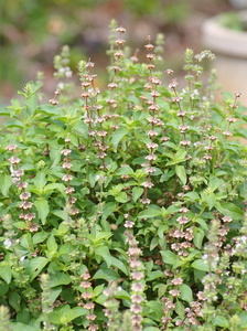 在花园里，为草本植物，蔬菜新鲜罗勒花植物毛状罗勒