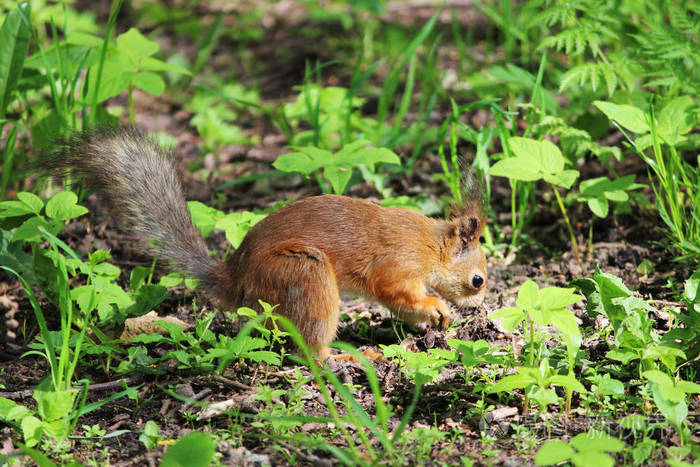春天的红公园松鼠在寻找藏食物的地方