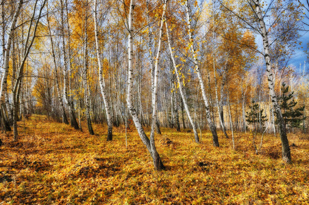 秋天的树林.秋天的早晨,在白桦林照片