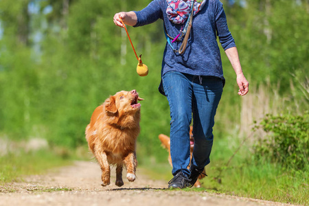 女人玩新斯科舍省鸭收费猎犬