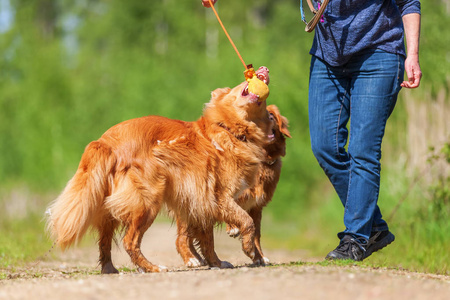 女人玩新斯科舍省鸭收费猎犬图片