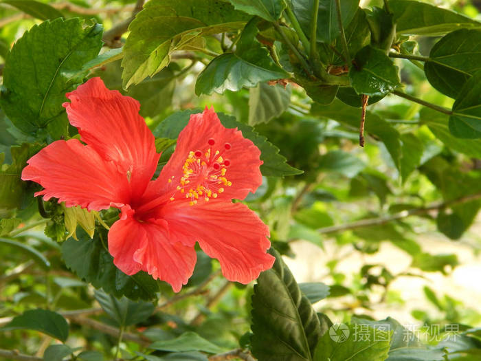 木槿属或是马黄科开花植物的一个属。 这是马来西亚的一种名为BungaRaya的民族花卉。照片-正版商用图片0yn5jm-摄图新视界