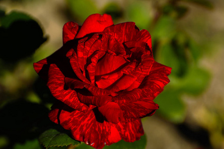 美丽的花卉背景。一个鲜红的玫瑰 b 惊人的景色