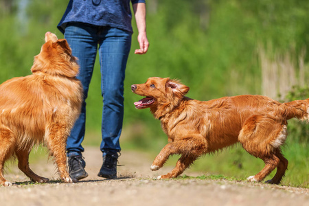 女人玩新斯科舍省鸭收费猎犬