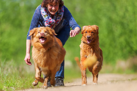 女人玩新斯科舍省鸭收费猎犬图片