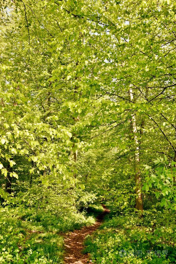 春天绿色山毛榉树