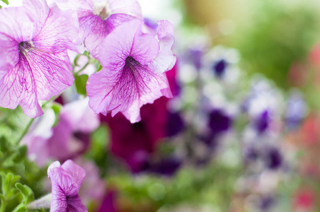 花园里的彩色矮牵牛花