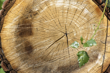 切碎的松树树干的细节图片