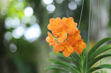 花园里的橙色万达兰花图片