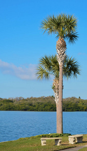坦帕帕湾的棕榈树, 佛罗里达州 usa