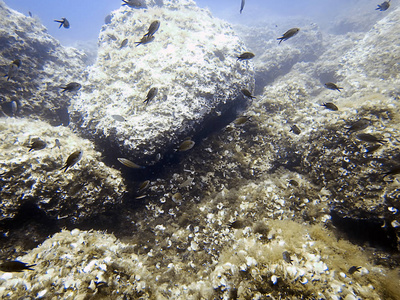 海底暗礁与鱼群图片
