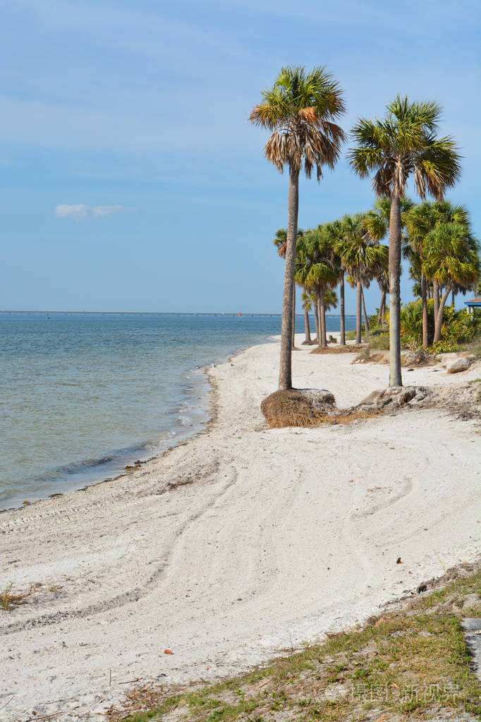 在美国佛罗里达州坦帕湾野餐岛公园海滩上的棕榈树