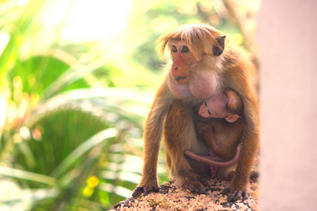 灵长类动物乳腺可爱的小猴子与她的母亲照片