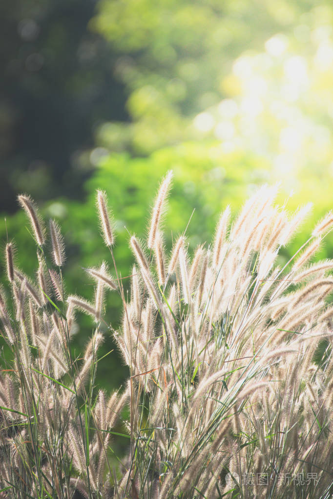 草田和草花的性质