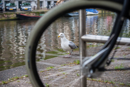 海鸥和阿姆斯特丹的运河