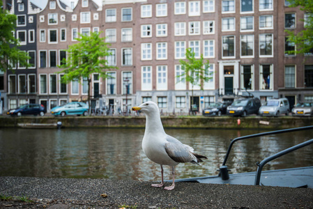 海鸥和阿姆斯特丹的运河