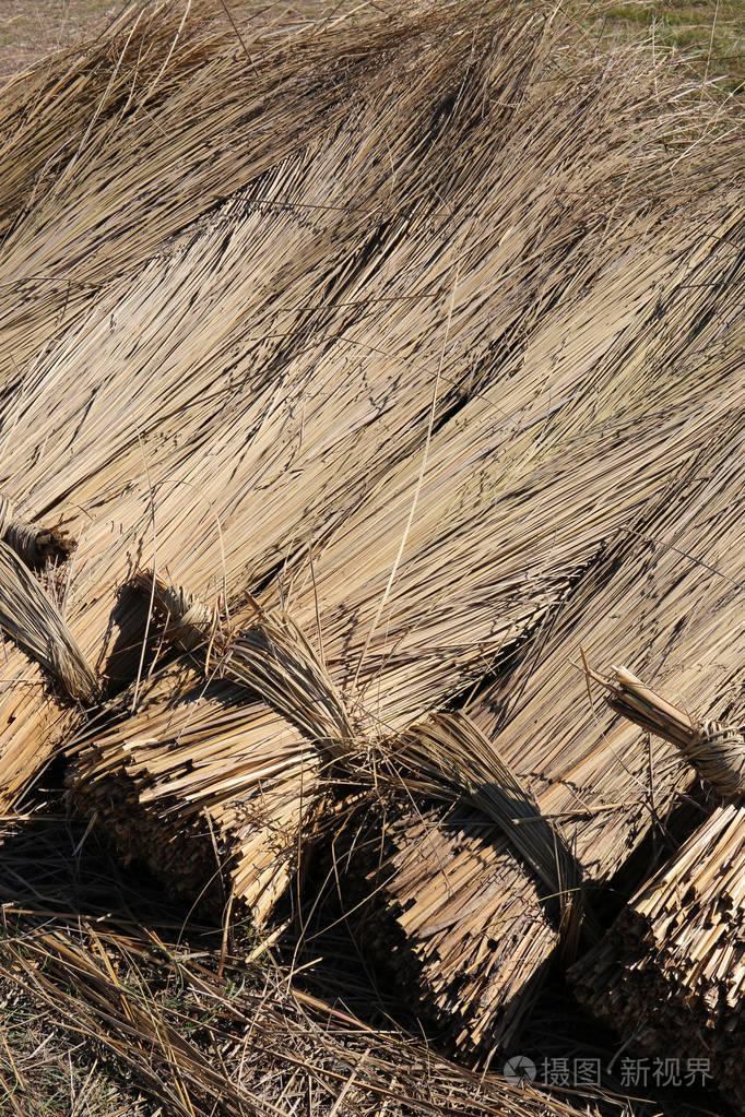 束收获的芦苇干燥