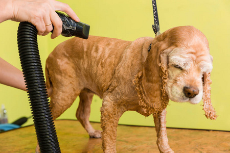 梳理的头发棕色狗繁殖可卡犬