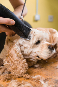 梳理的头发棕色狗繁殖可卡犬