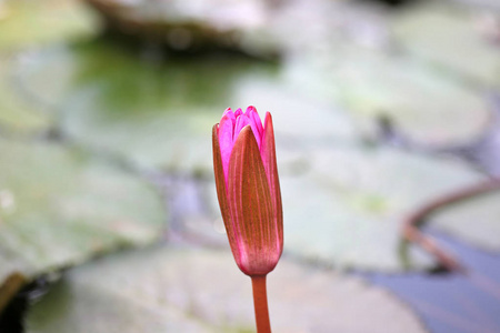 在水中的美丽芽莲花