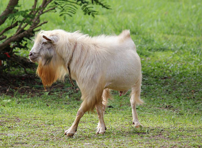 一只山羊在草地上行走的动作镜头