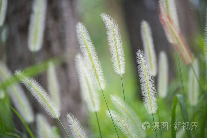 多彩的草花和光，美丽夏日风景