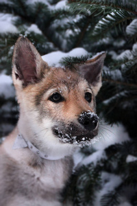 狼在雪地上的小狗