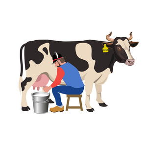 农民为一头牛挤奶照片