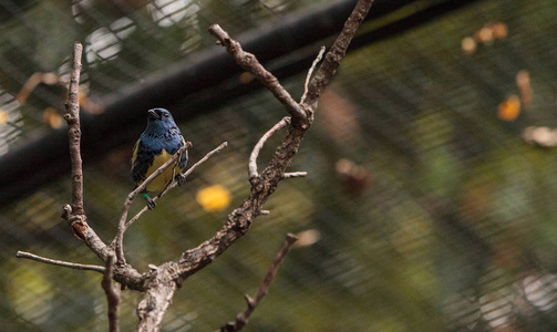 绿松石山雀，称为 Tangara 墨西哥