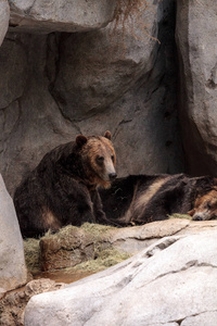北美灰熊山多灾多难的熊
