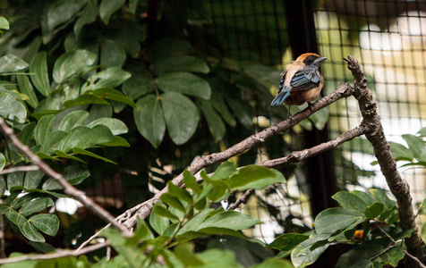 鲁弗斯加冕的 tanager 也叫 tangara cayana