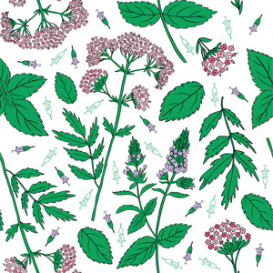缬草插画 缬草手绘 缬草卡通图 摄图新视界