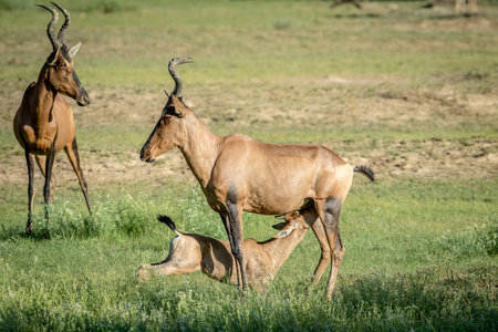 从他的母亲哺乳的红色麋羚小牛