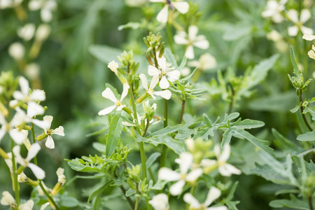 芝麻花。芸芥 lativa 植物。芝麻菜开花。农田阿鲁